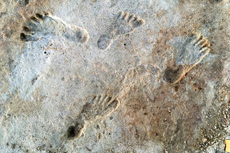 Encontraron huellas de 23 mil años descubiertas por arqueólogos en Nuevo México