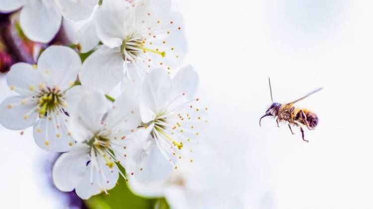 Reemplazan a abejas que no pueden polinizar por robot agrícola