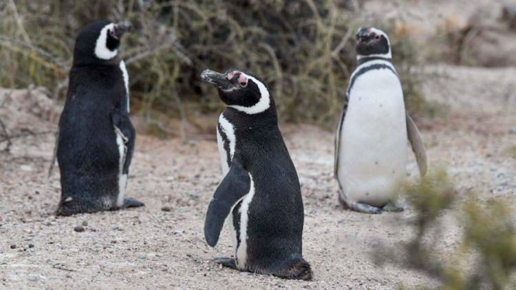 Casi el 80 por ciento de la población mundial de pingüinos de Magallanes son protegidos en Argentina