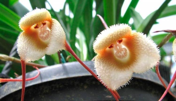¿Es una flor o un animal?