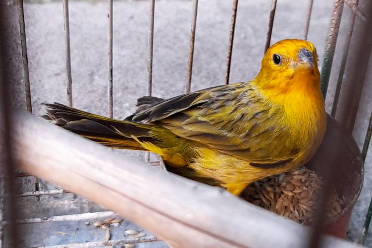 En una vivienda de Cosquin, rescataron a 20 aves