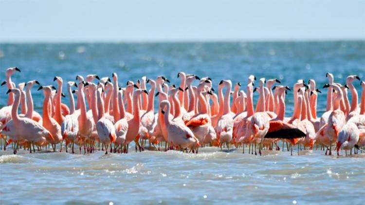 Momento histórico para Mar Chiquita: La reserva Ansenuza fue declarada Parque Nacional