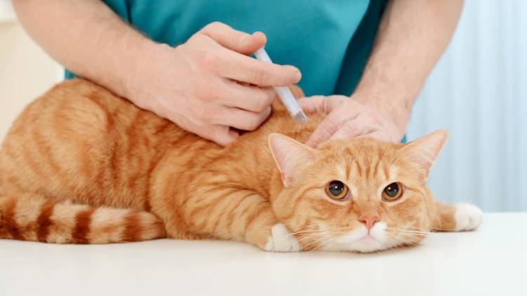 Vacunas antirrábicas para mascotas coscoínas