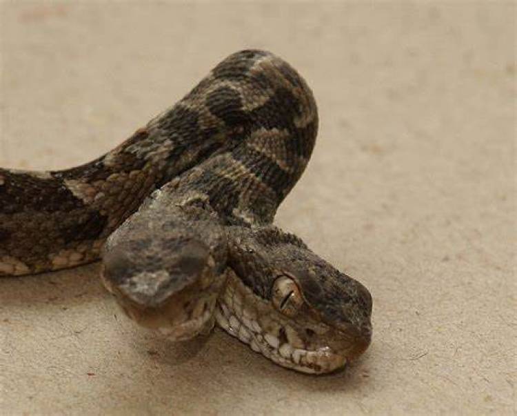 Se recuperó satisfactoriamente el bombero mordido por una yarará en Traslasierra