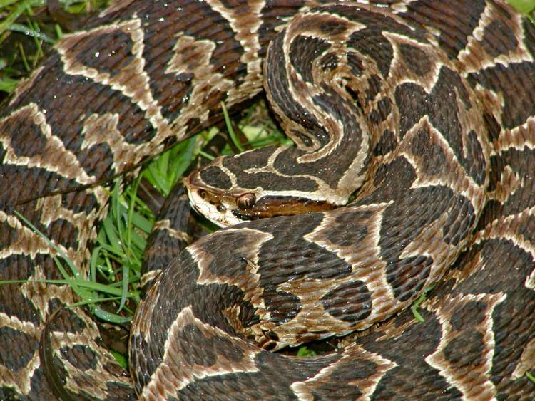 Se recuperó satisfactoriamente el bombero mordido por una yarará en Traslasierra