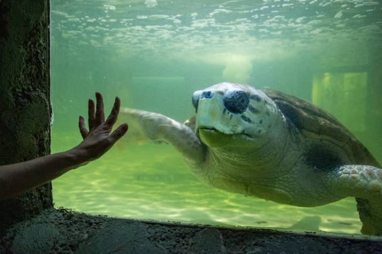 El tortugo Jorge inicia su rumbo hacia una nueva y mejor vida