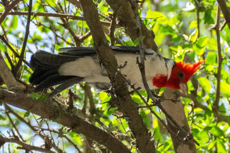 Colonia Caroya: Liberaron más de 40 aves en la Reserva San Carlos 