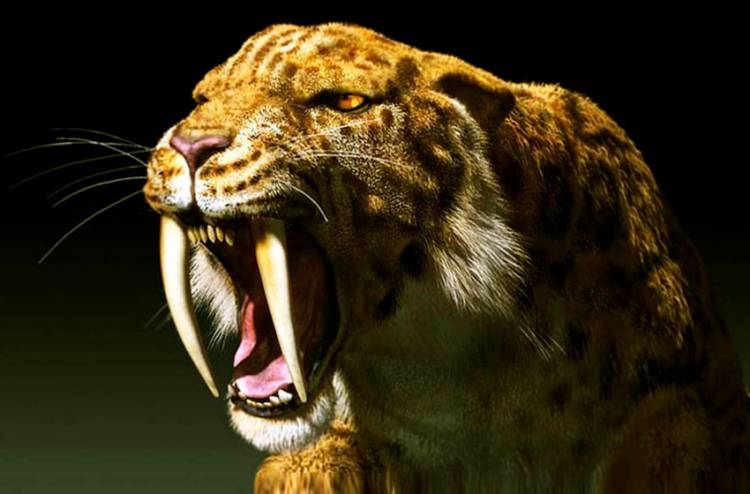 Notable hallazgo en la costa argentina de un tigre "dientes de sable"