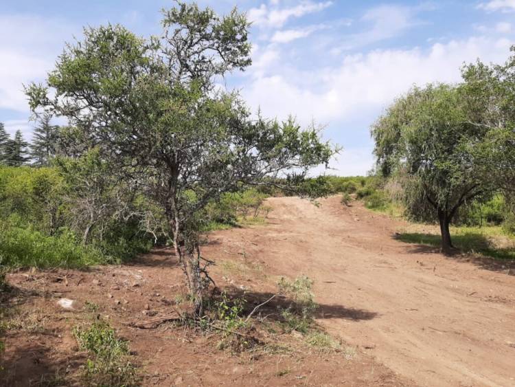 Caminata de vecinos de La Falda para pedir la reforestación de la Reserva El Puma