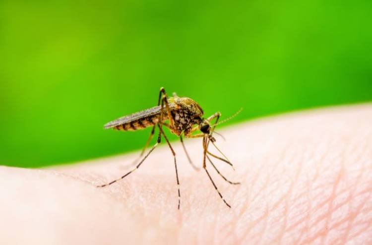 Aprobaron una vacuna contra el dengue