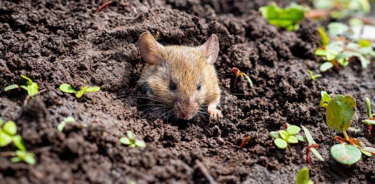 Camuflar el trigo con su propio olor podría ser un nuevo enfoque para el control de plagas