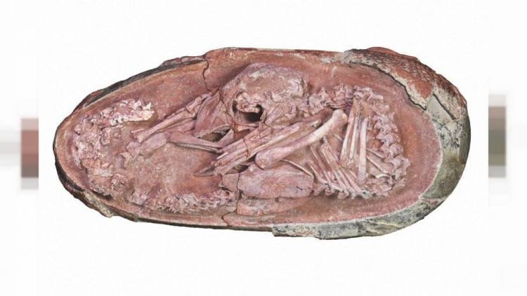 Embrión de dinosaurio perfectamente conservado encontrado dentro de un huevo fosilizado