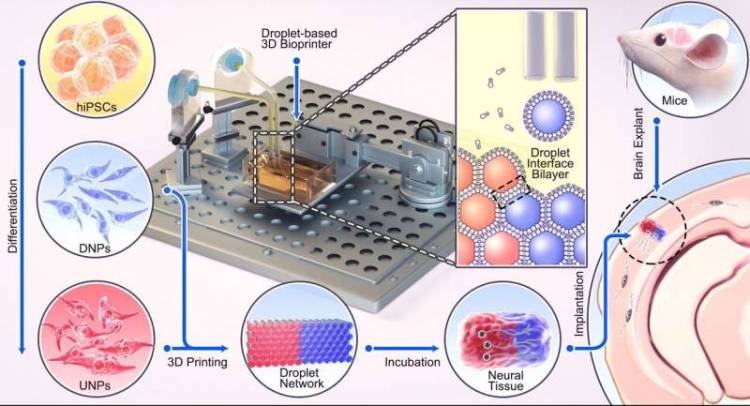 Los investigadores desarrollan un método de impresión 3D que parece prometedor para reparar lesiones cerebrales