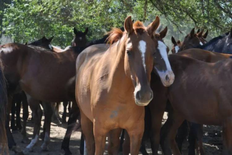 Se confirmaron 3 casos humanos de encefalitis equina del oeste