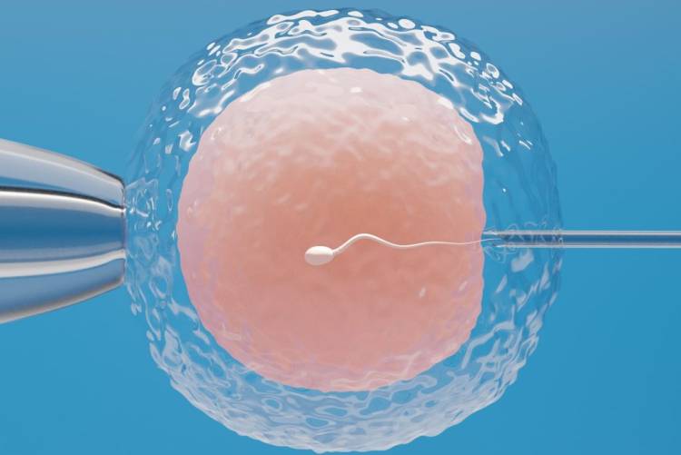 Investigadores logran un paso significativo para mejorar la Fecundación In Vitro 