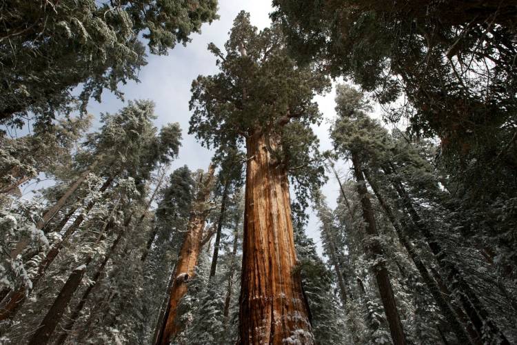 ¿Los bosques maduros le ganan al cambio climático?