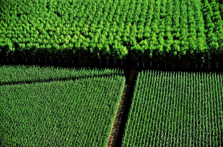 Descubre porqué los monocultivos de árboles son una problemática para la humanidad