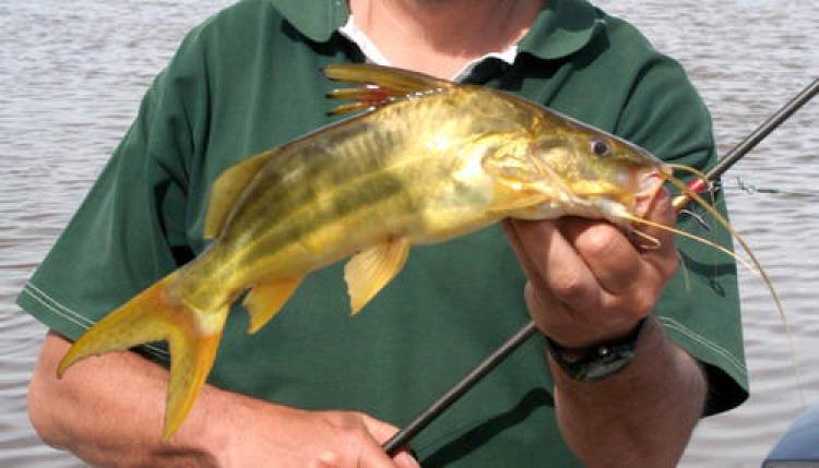 Gran descubrimiento de especies de peces nuevas en Córdoba