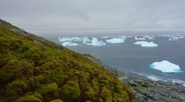 Gran alarma en la Península Antártica por señales destacables del cambio climático 