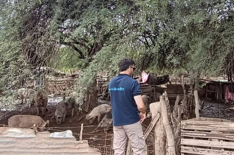 Importante operativo por triquinosis en el departamento Tulumba