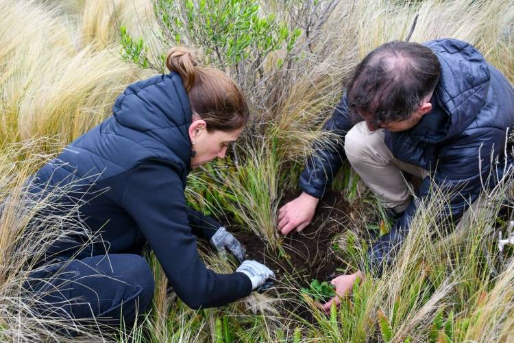 Forestan con más de 2.000 ejemplares de tabaquillo  en Pampa de Achala