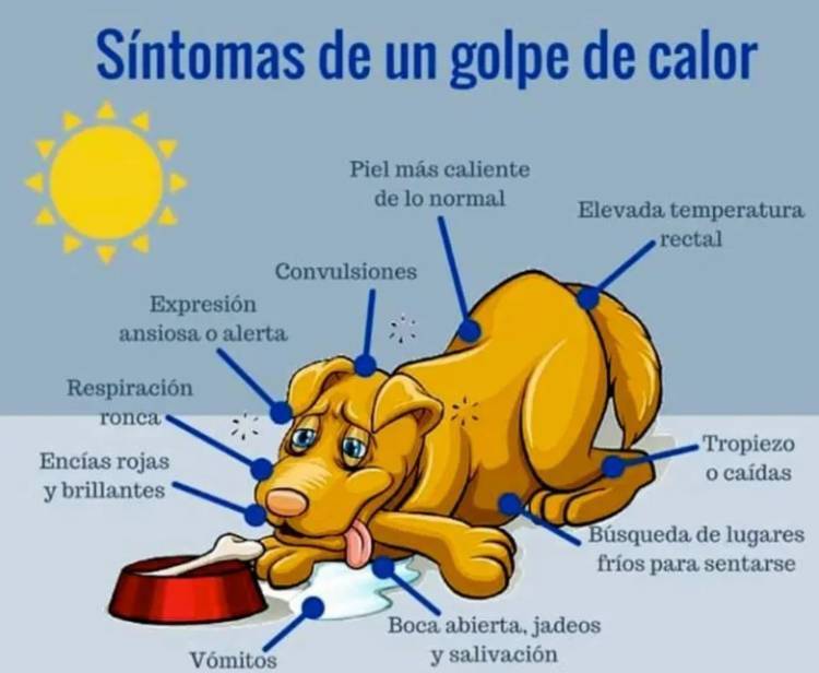 Ola de calor: la importancia de cuidarnos y de cuidar a las mascotas de los golpes de calor