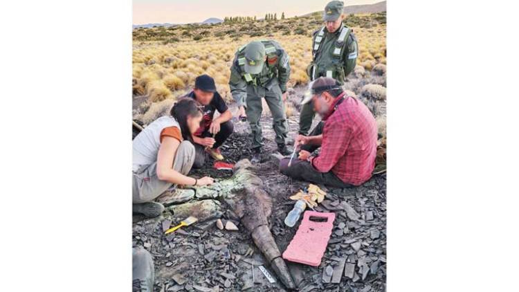 Paleontología: descubrimiento de un ictiosaurio en Neuquén
