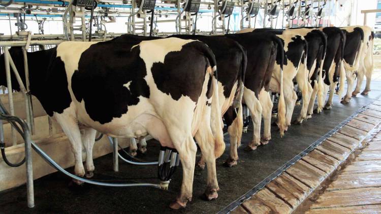 Durante el primer trimestre del 2025, creció la producción de leche