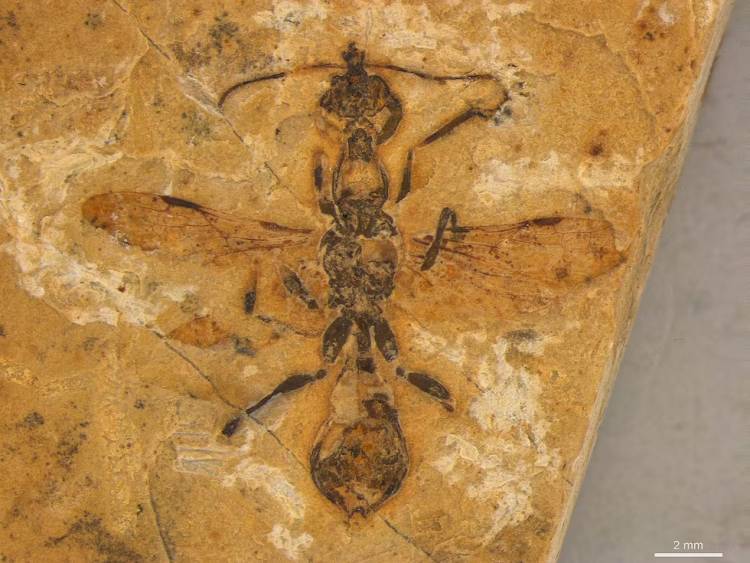 En Brasil, hallan la  hormiga fosilizada más antigua jamás descubierta