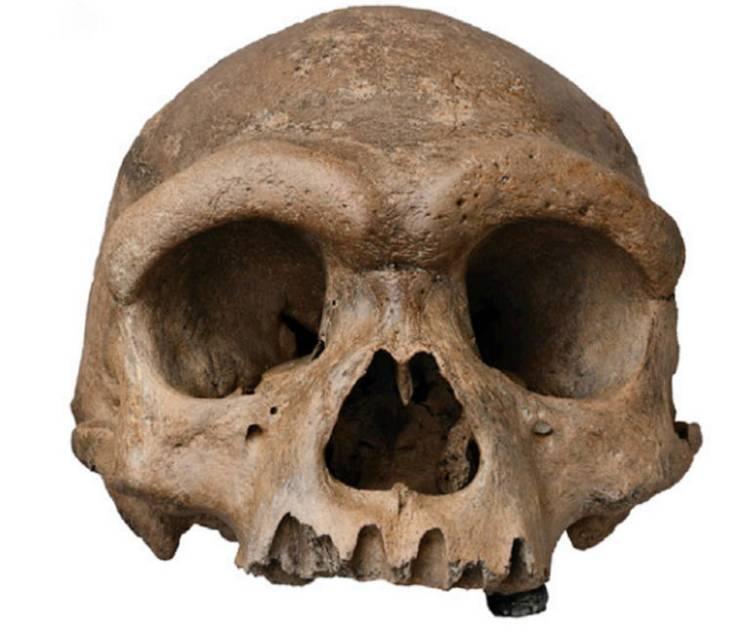 Un cráneo que generaba dudas ya tiene la relación "paleoantropológica"
