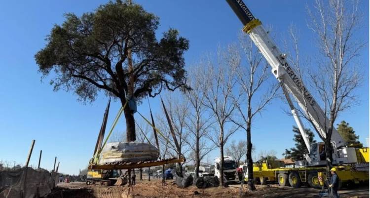 Villa Allende: Tras la polémica y los enfrentamientos, trasladaron el árbol quebracho