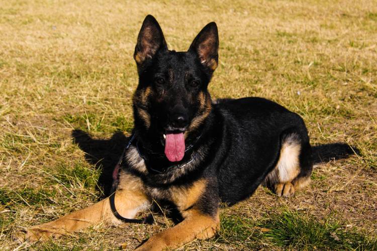 Guardían de la fauna: Juez se retira tras una década de servicio en la Brigada Canina