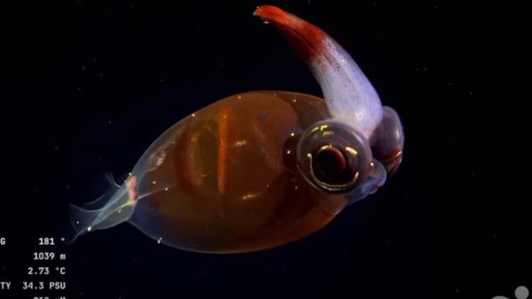 Gran aporte a la ciencia de una investigación submarina en Mar del Plata
