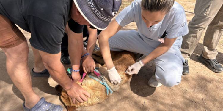 Córdoba Capital impulsa el bienestar animal con jornadas gratuitas de vacunación y tutorías