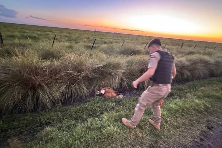 Rescatan un aguará guazú en grave estado en el sudeste cordobés
